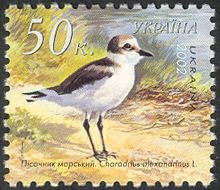 Kentish Plover (Charadrius alexandrinus)