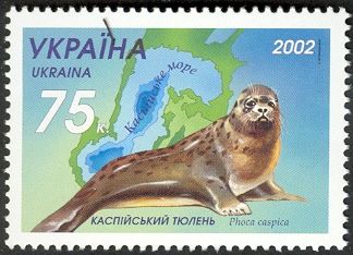 Caspian Seal (Phoca caspica)
