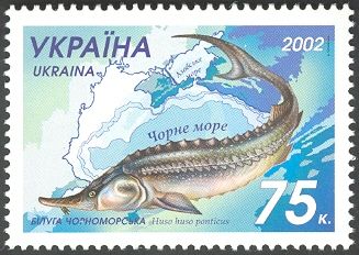 Black Sea Beluga (Huso huso ponticus)