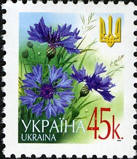 Cornflower (Centaurea cyanus)