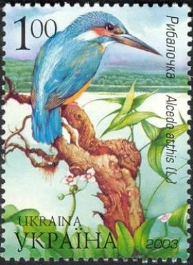 Common Kingfisher (Alcedo atthis)