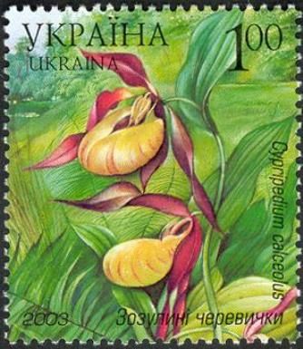 Lady's Slipper Orchid (Cypripedium calceolus)