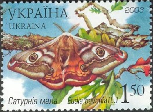 Emperor Moth (Eudia pavonia)
