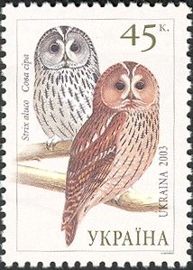 Tawny Owl (Strix aluco)