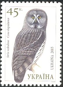 Great Grey Owl (Strix nebulosa)