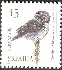 Eurasian Pygmy-Owl (Glaucidium passerinum)