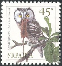 Boreal Owl (Aegolius funereus)