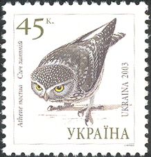 Little Owl (Athene noctua)