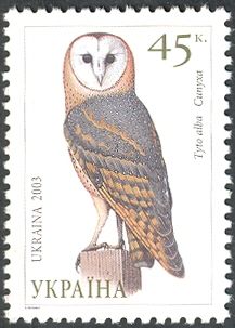 Barn Owl (Tyto alba)