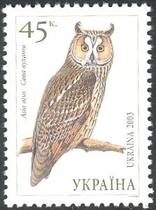 Long-eared Owl (Asio otus)