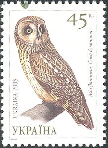 Short-eared Owl (Asio flammeus)