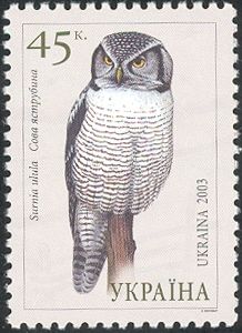 Northern Hawk-Owl (Surnia ulula)
