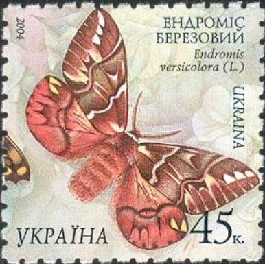 Kentish Glory (Endromis versicolora)