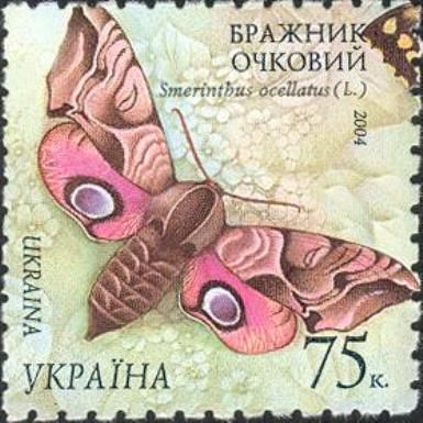 Eyed hawk-moth (Smerinthus ocellatus)
