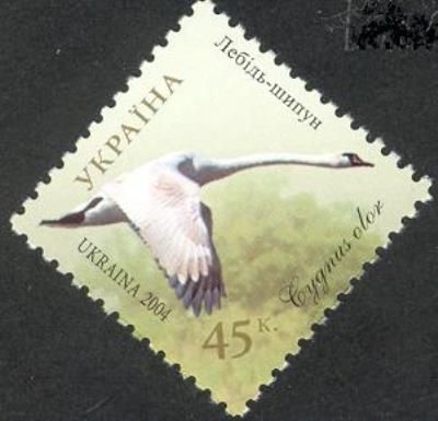 Mute Swan (Cygnus olor)