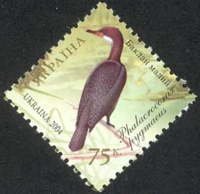 Pygmy Cormorant (Phalacrocorax pygmaeus)