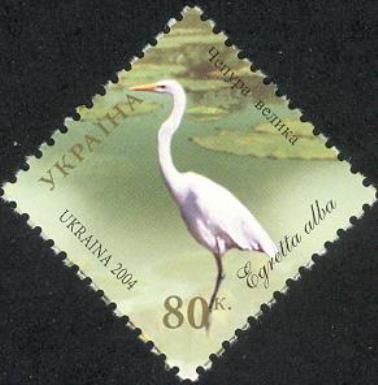 Great White Egret (Egretta alba)