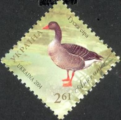 Greylag Goose (Anser anser)