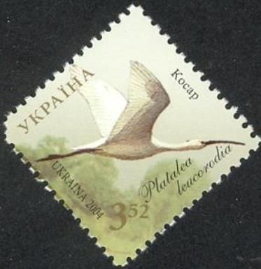 Eurasian Spoonbill (Platalea leucorodia)