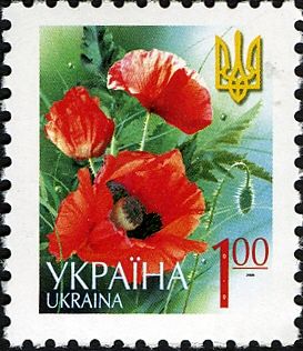 Poppy - Papaver