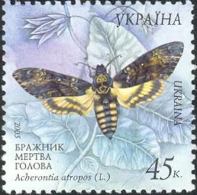 African death's-head hawkmoth (Acherontia atropos)