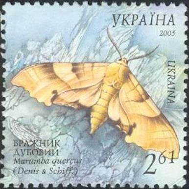 Oak Hawk-moth (Marumba quercus)
