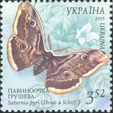 Large Emperor Moth (Saturnia pyri)