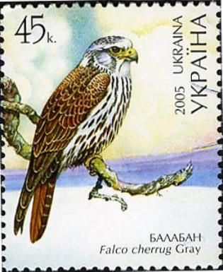 Saker Falcon (Falco cherrug)