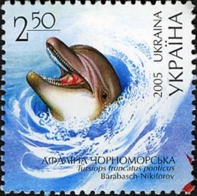 Black Sea Bottlenose Dolphin (Tursiops truncatus ponticus)