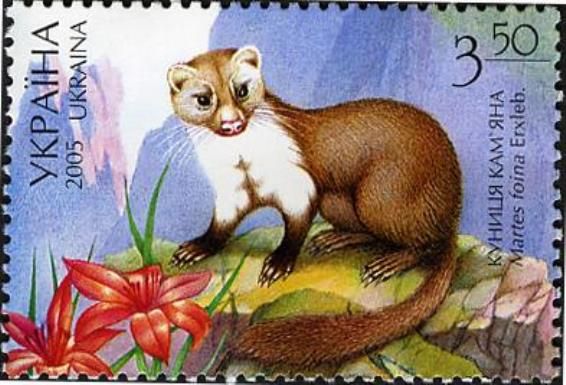 Stone Marten (Martes foina)