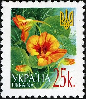 Nasturtium (Tropaeolum majus)