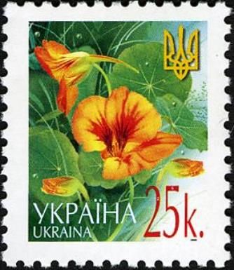 Nasturtium (Tropaeolum majus)