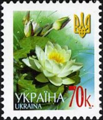 White water-lily (Nymphaea alba)