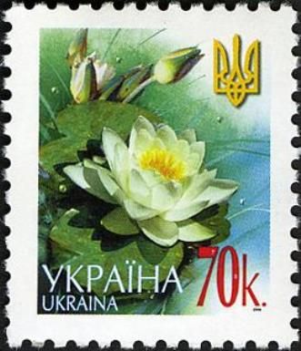 White water-lily