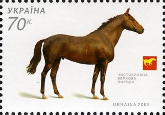 Thoroughbred Saddle-horse (Equus ferus caballus)