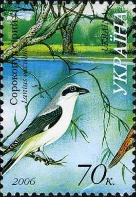 Great Grey Shrike (Lanius excubitor)
