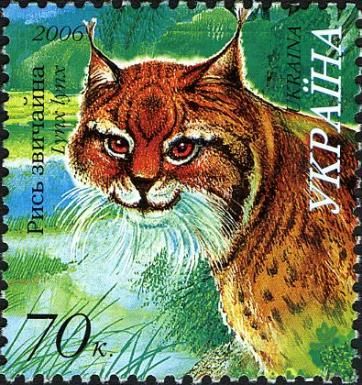 Eurasian Lynx (Lynx lynx)