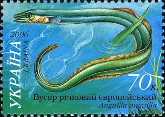European Eel (Anguilla anguilla)