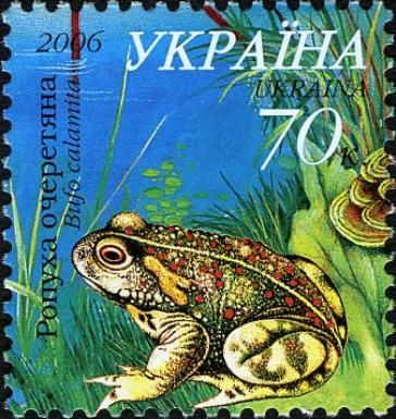 Natterjack (Bufo calamita)