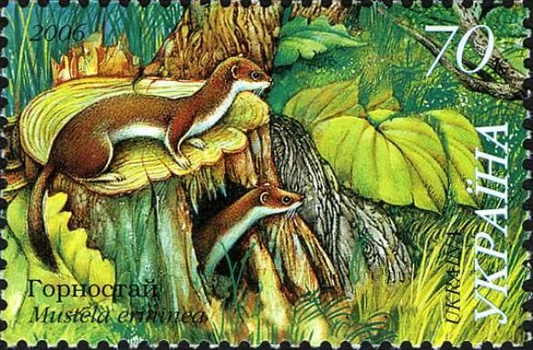 Ermine (Mustela erminea)