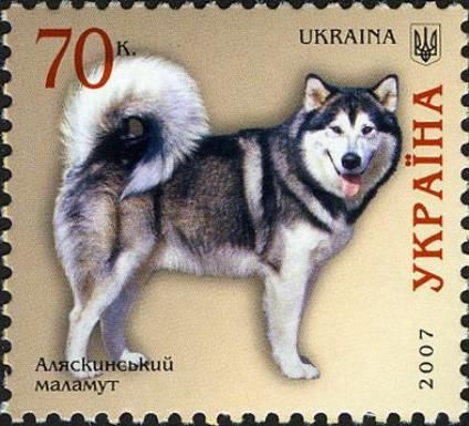 Alaskan Malamute (Canis lupus familiaris)
