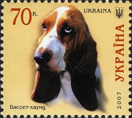 Basset Hound (Canis lupus familiaris)