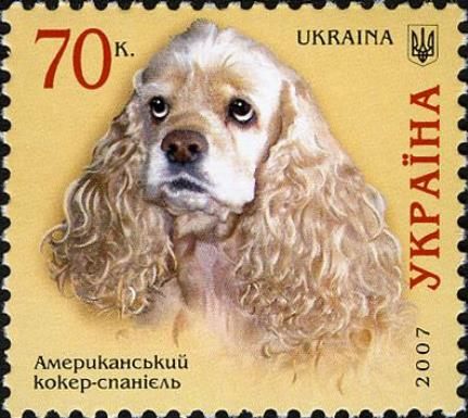 American Cocker Spaniel (Canis lupus familiaris)