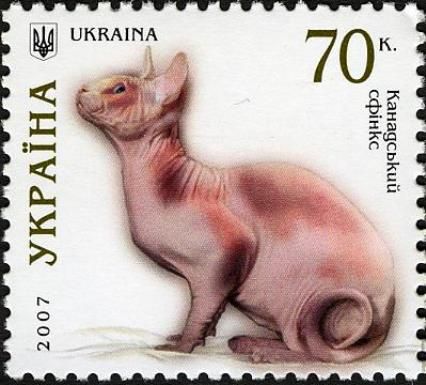Sphynx Cat (Felis silvestris catus)