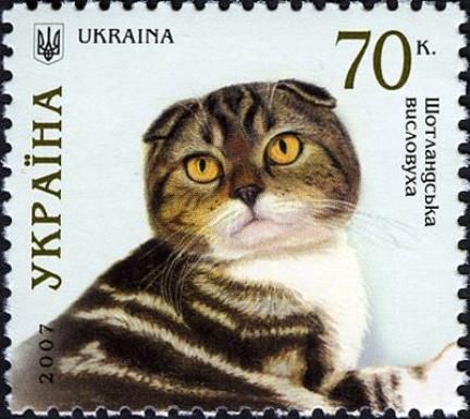 Scottish Fold (Felis silvestris catus)