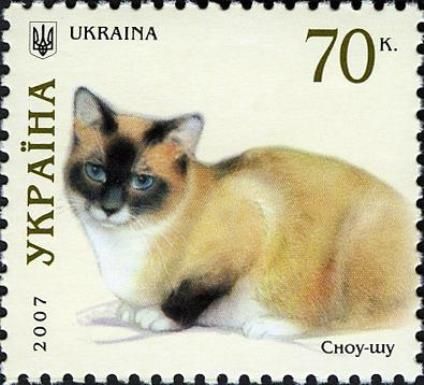 Snowshoe (Felis silvestris catus)