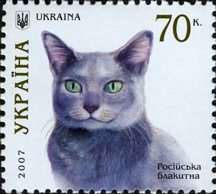 Russian Blue (Felis silvestris catus)
