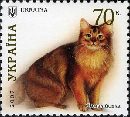 Somali (Felis silvestris catus)