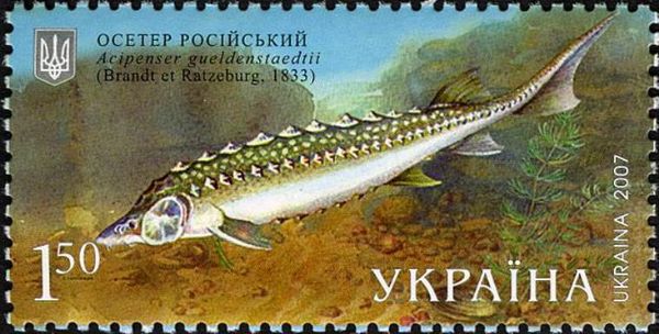 Russian Sturgeon (Acipenser gueldenstaedtii)