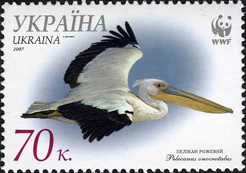 Great White Pelican (Pelecanus onocrotalus)